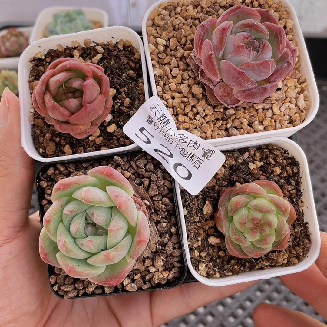 云糖心多肉植物520