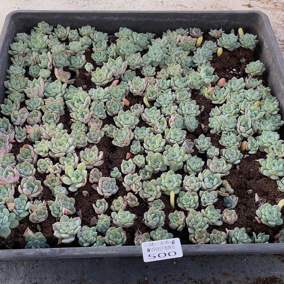 j***5云糖心多肉植物500