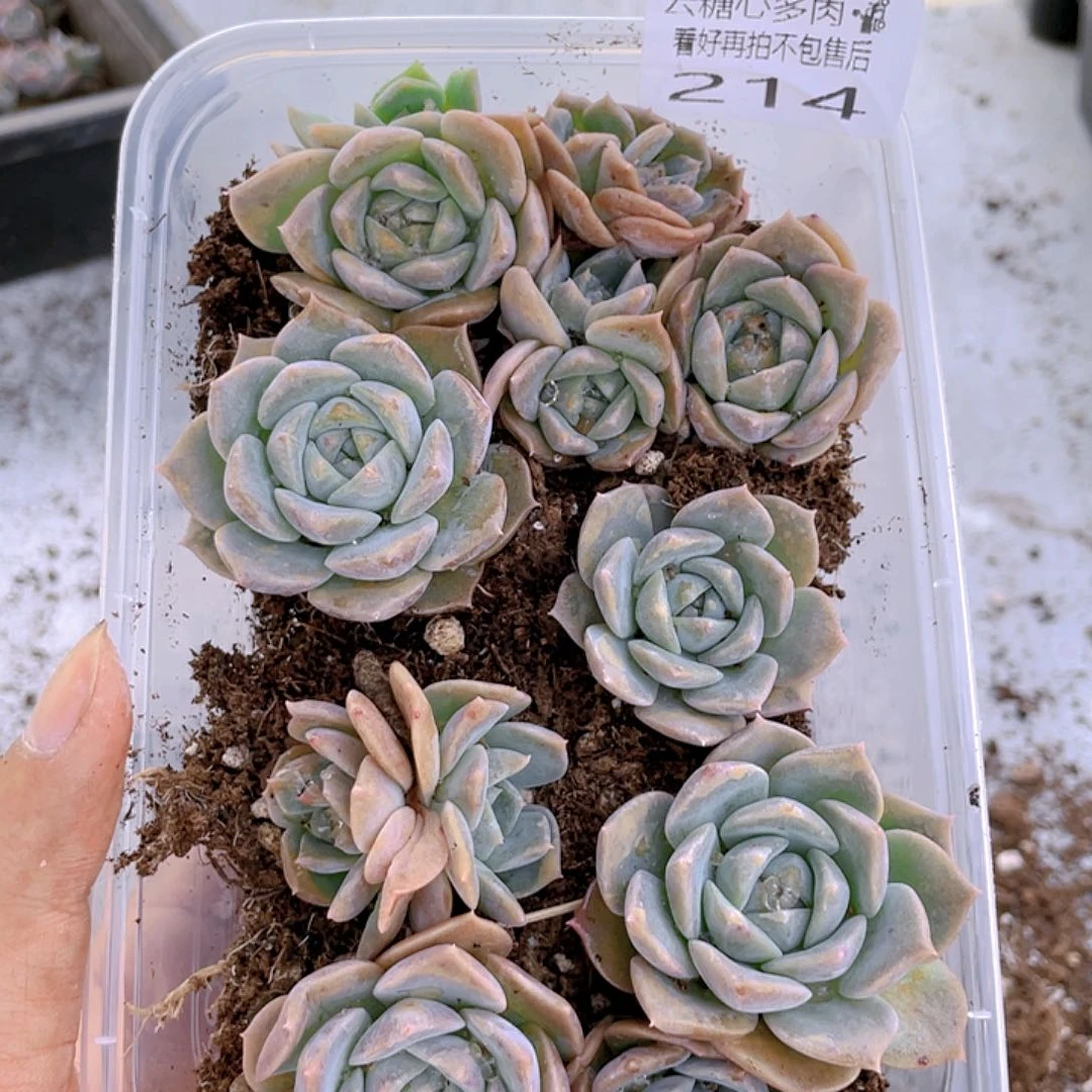 云糖心多肉植物214