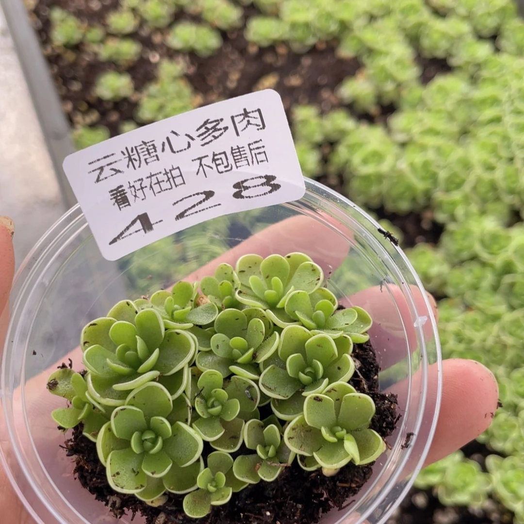 云糖心多肉植物428