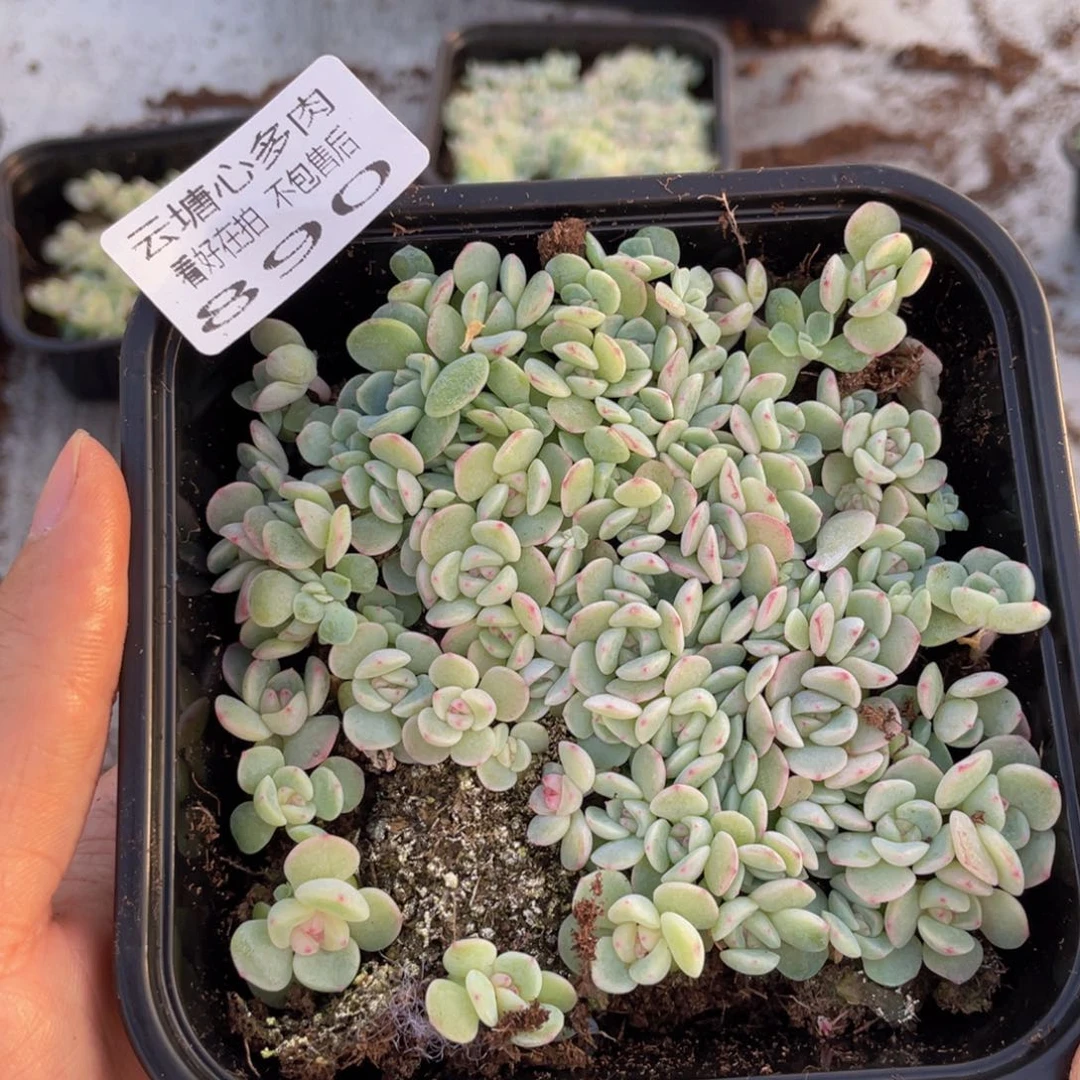 云糖心多肉植物890