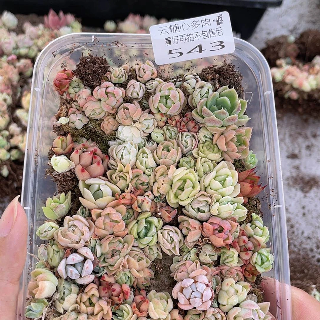 云糖心多肉植物543