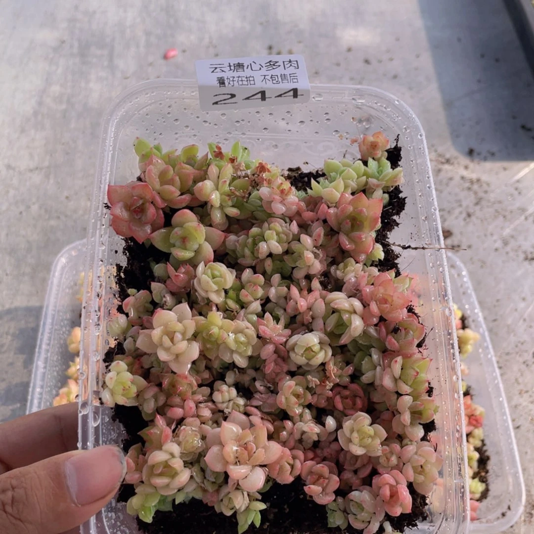 云糖心多肉植物244
