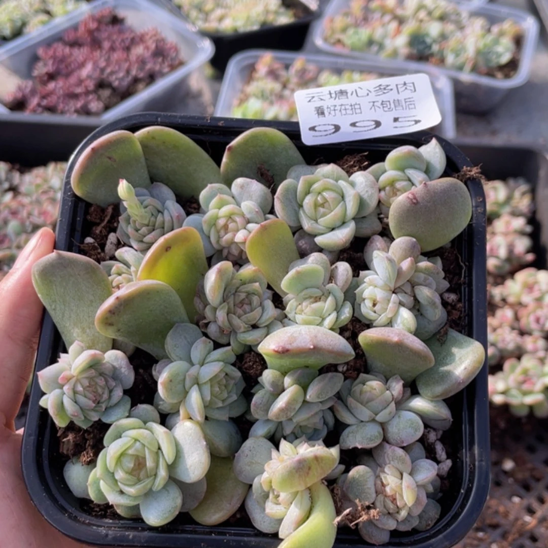 云糖心多肉植物995
