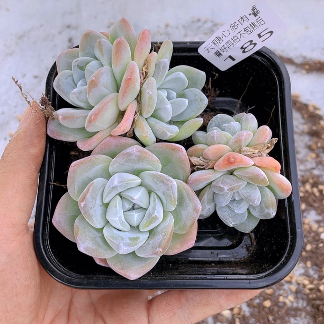 云糖心多肉植物185