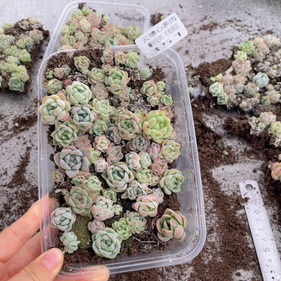 云糖心多肉植物351