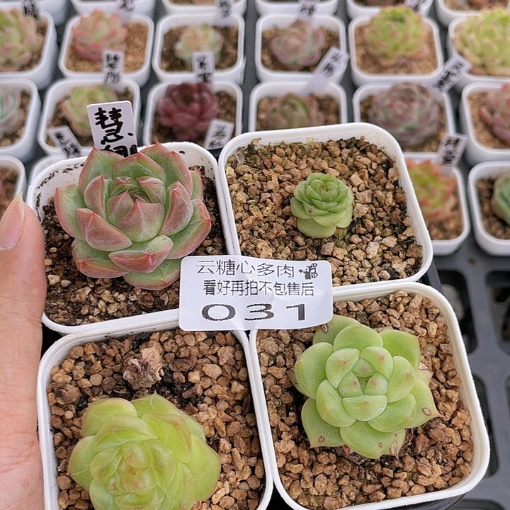 云糖心多肉植物31