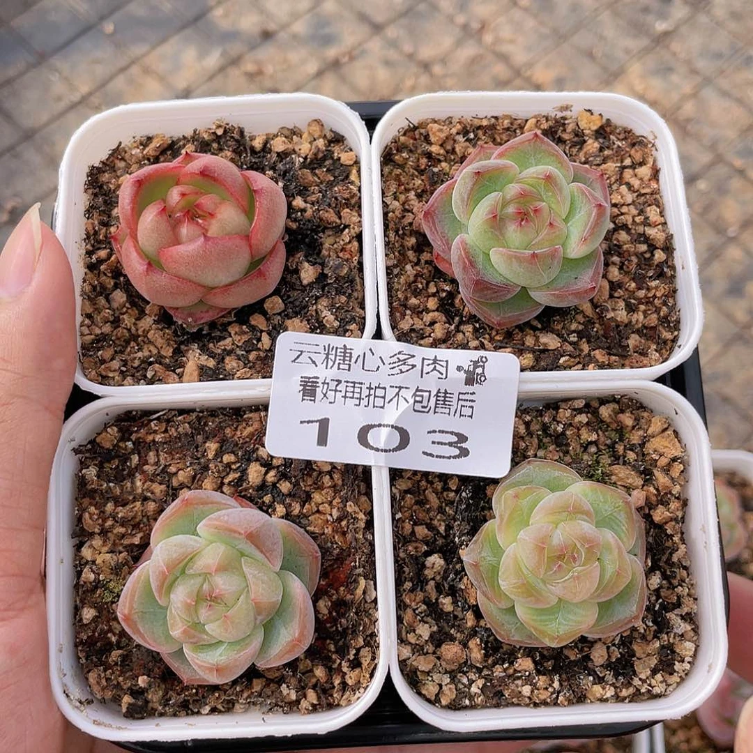 云糖心多肉植物103
