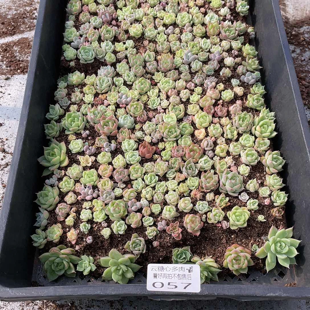 等***开云糖心多肉植物57