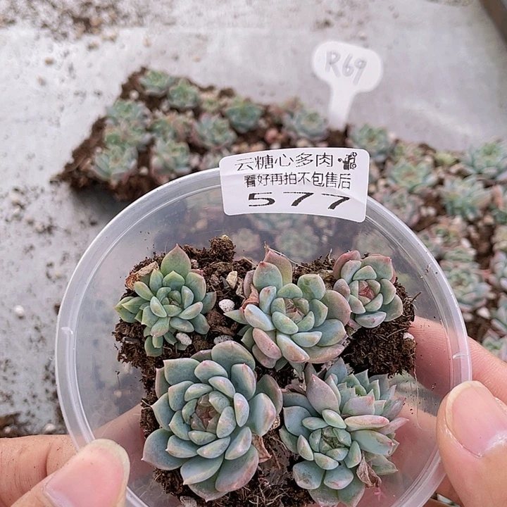云糖心多肉植物577