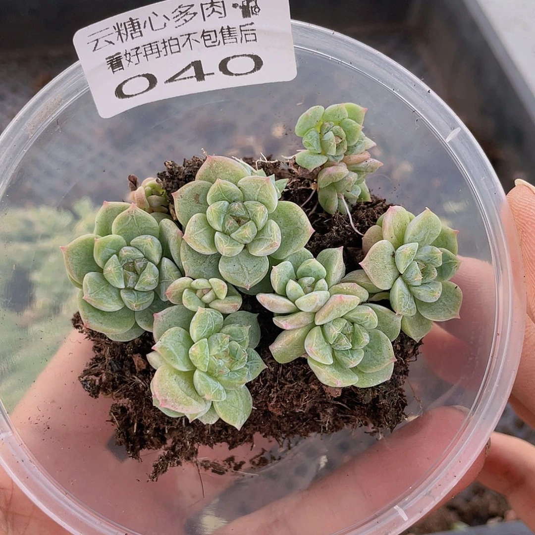云糖心多肉植物40