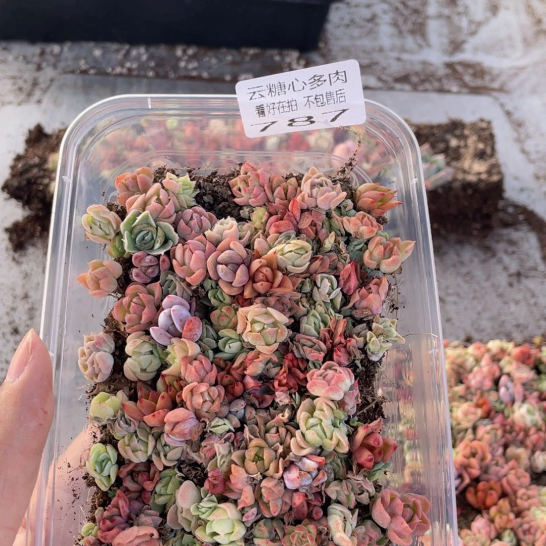 云糖心多肉植物787