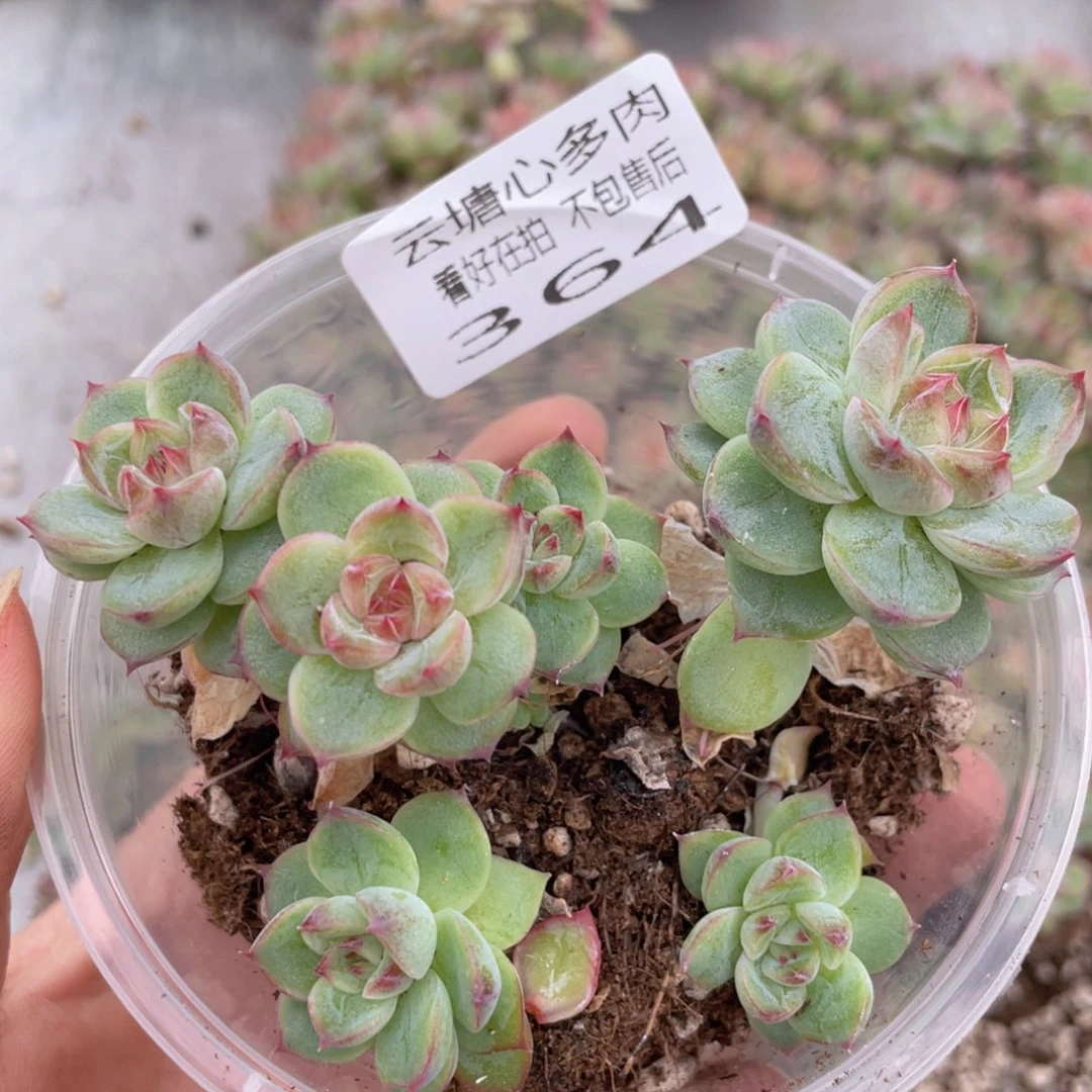 云糖心多肉植物364