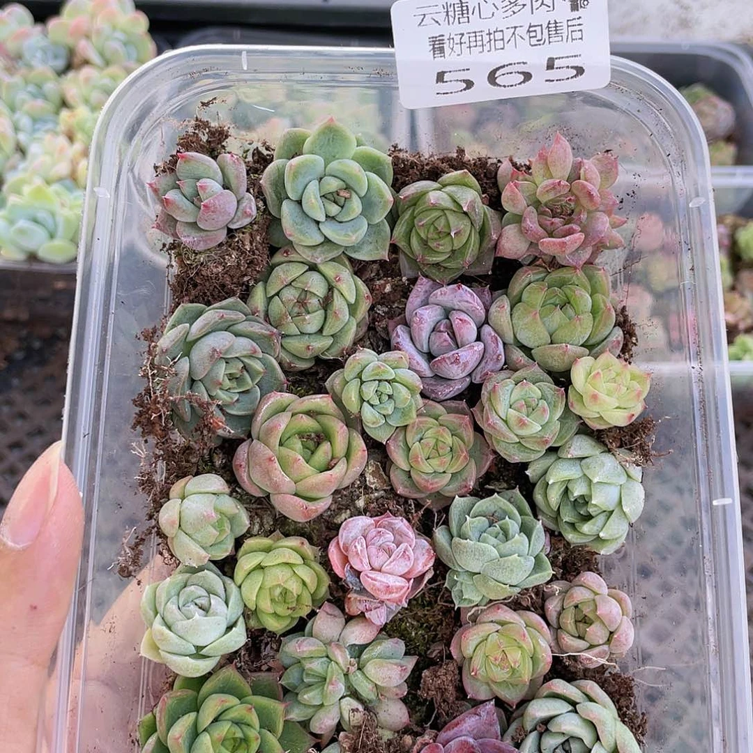 云糖心多肉植物565