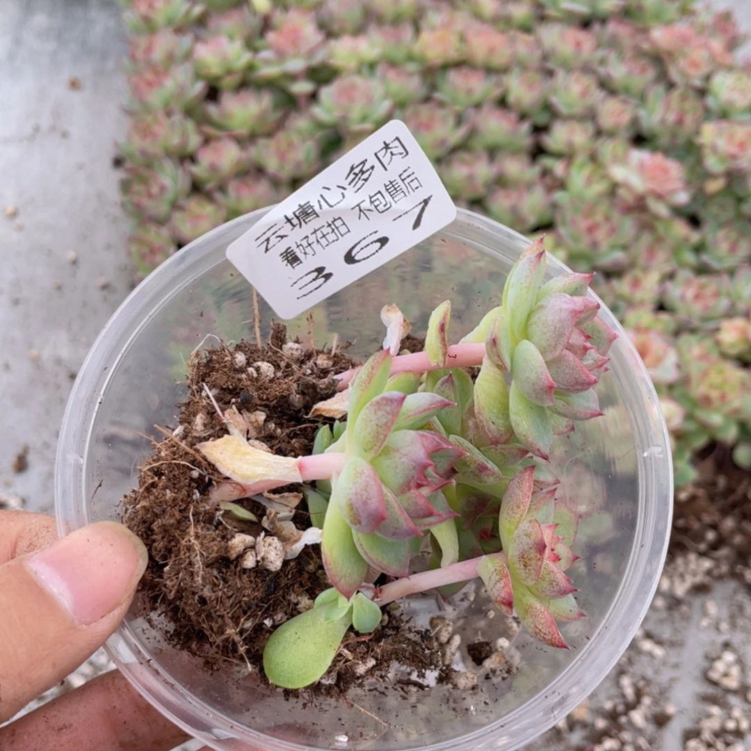 云糖心多肉植物367