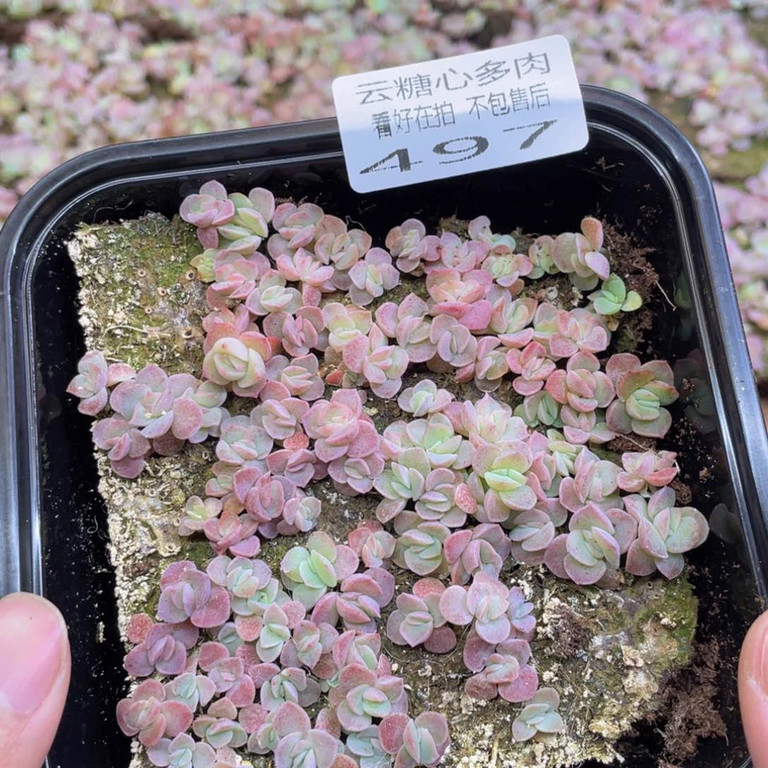 云糖心多肉植物497