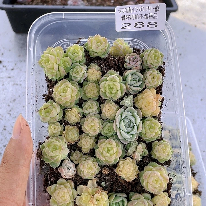 云糖心多肉植物288