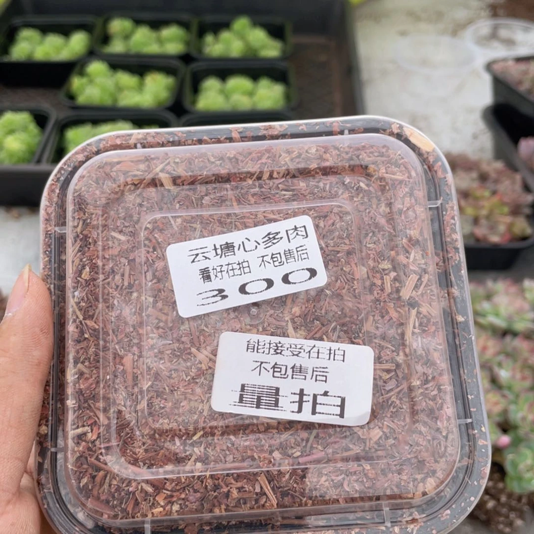 云糖心多肉植物300