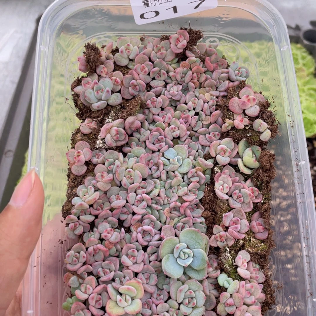 云糖心多肉植物17