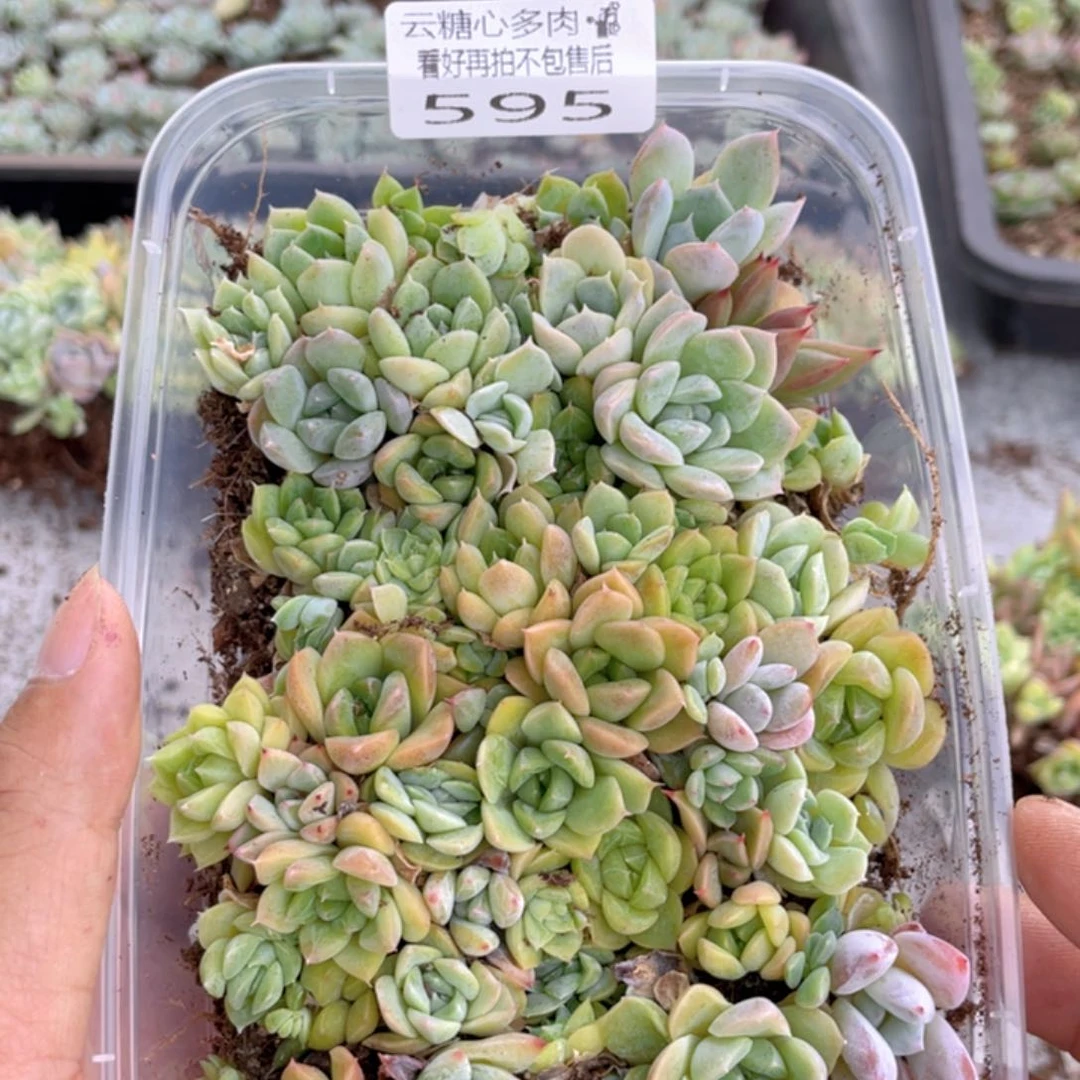 云糖心多肉植物595