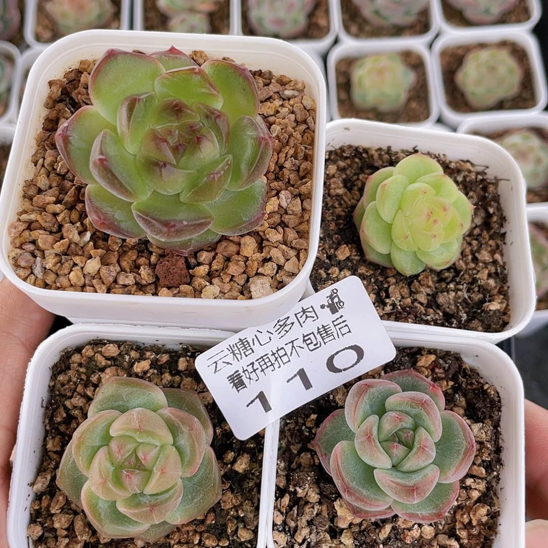 云糖心多肉植物110