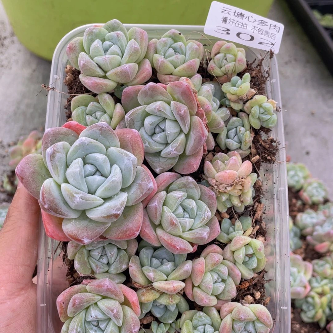 云糖心多肉植物302