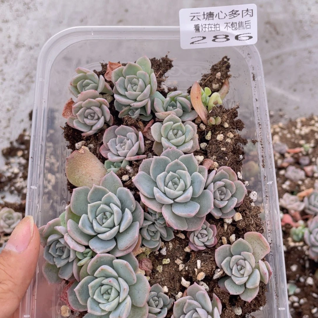 云糖心多肉植物286