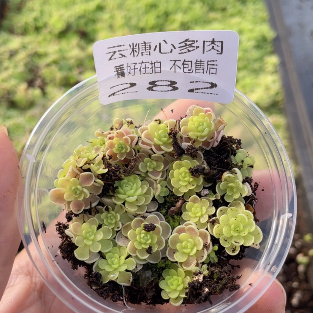 ?****?云糖心多肉植物282