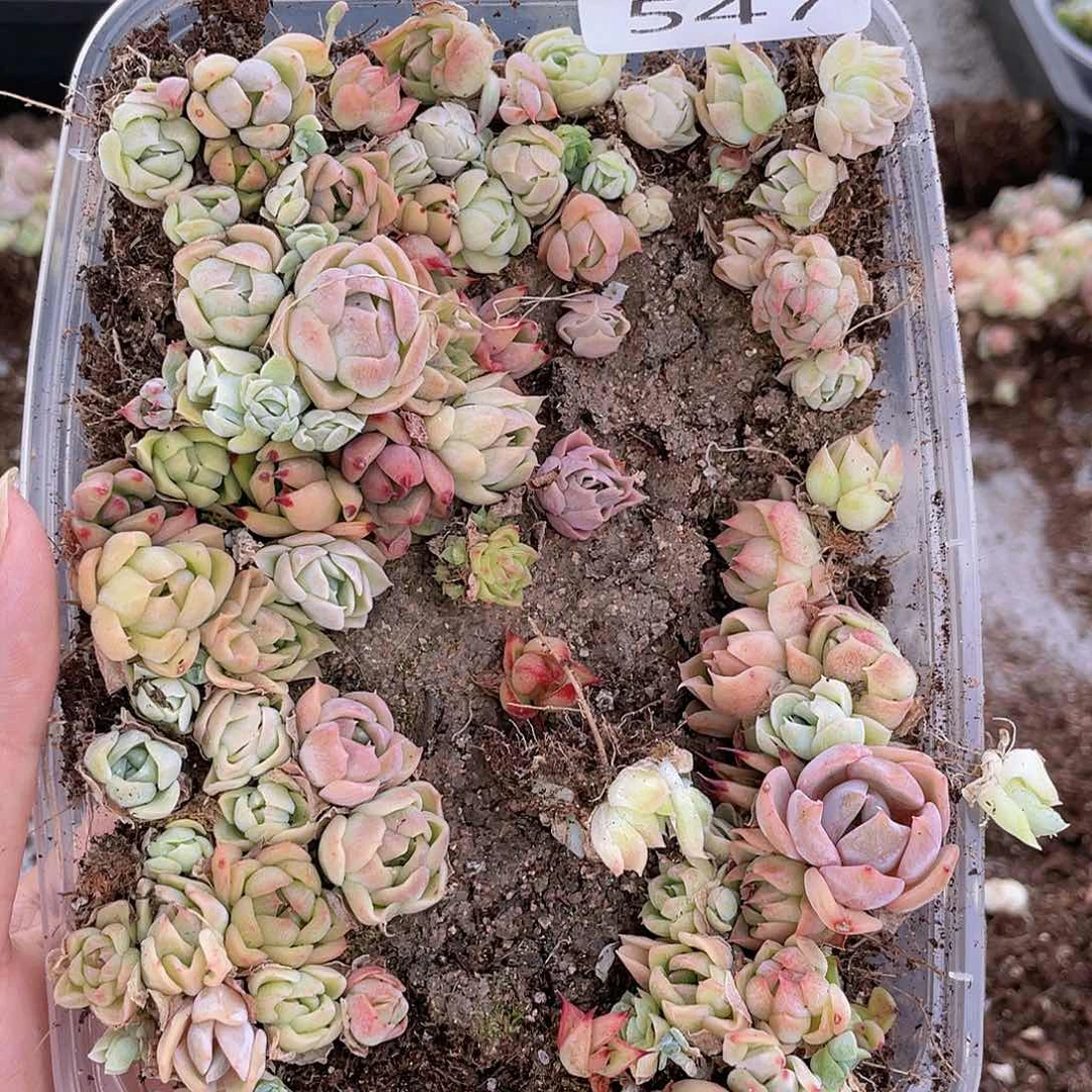 云糖心多肉植物547