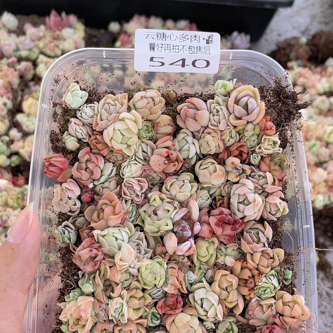 云糖心多肉植物540