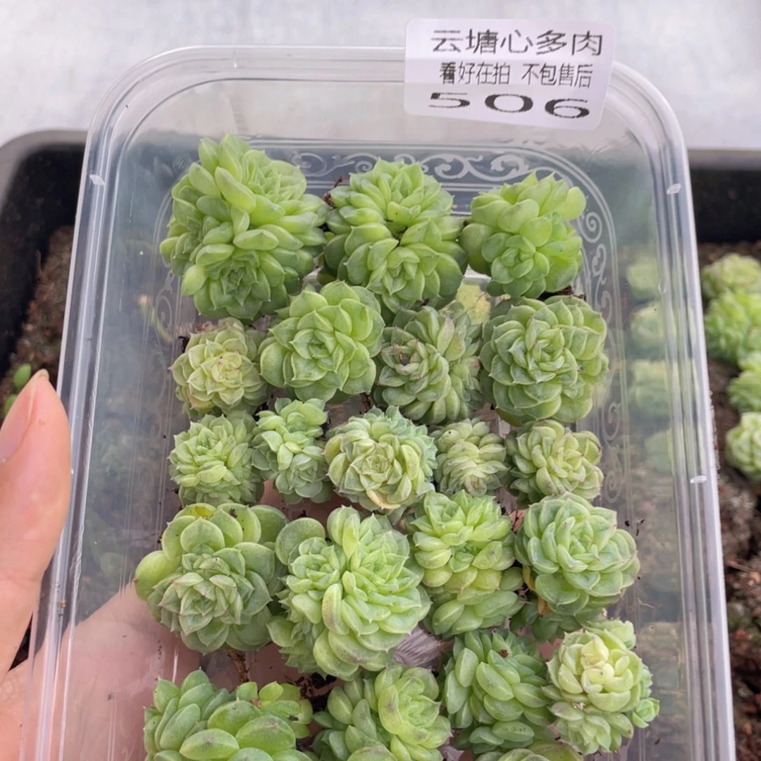 云糖心多肉植物506