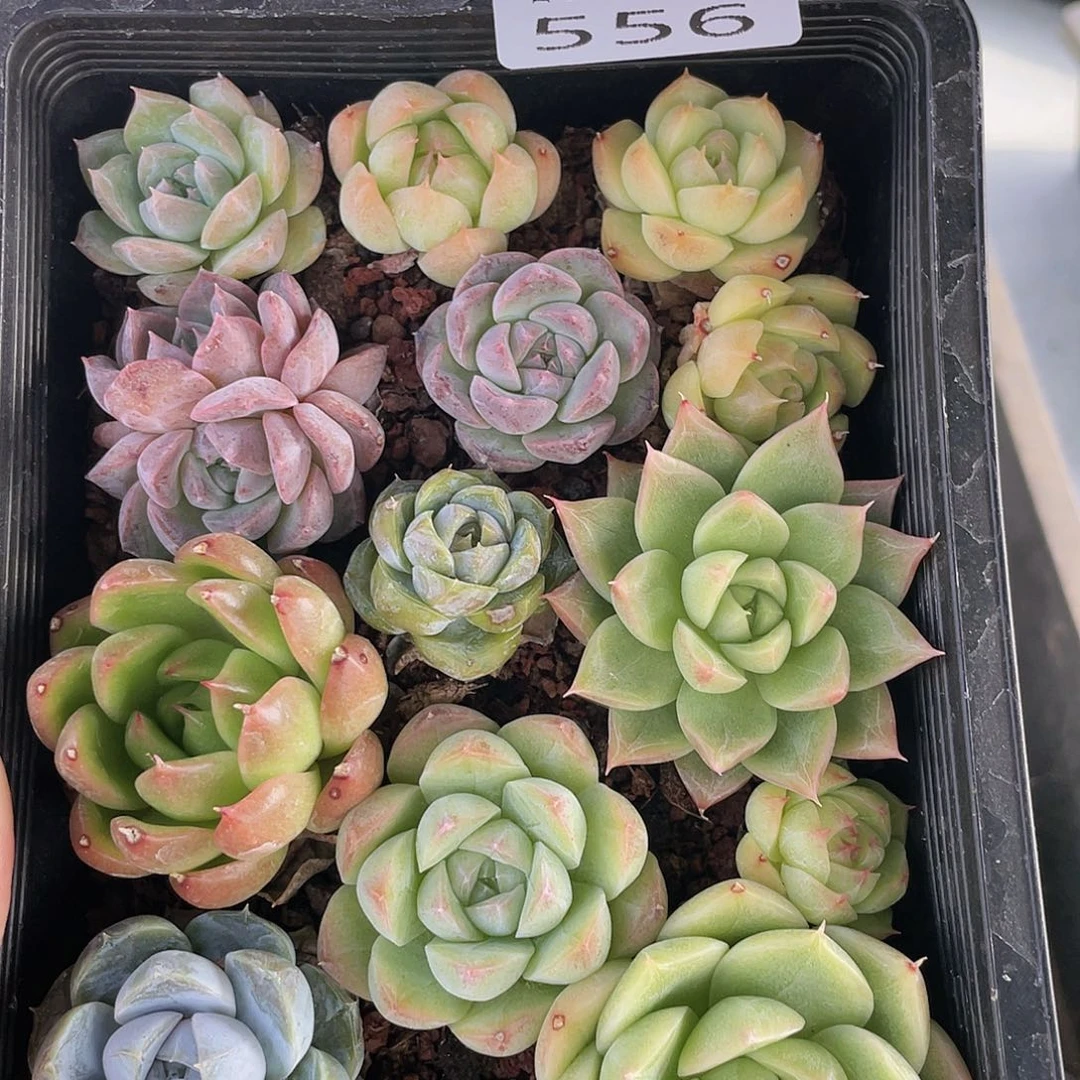 云糖心多肉植物556
