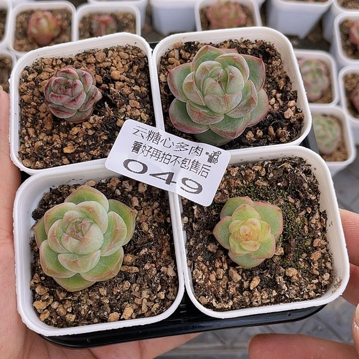 云糖心多肉植物49