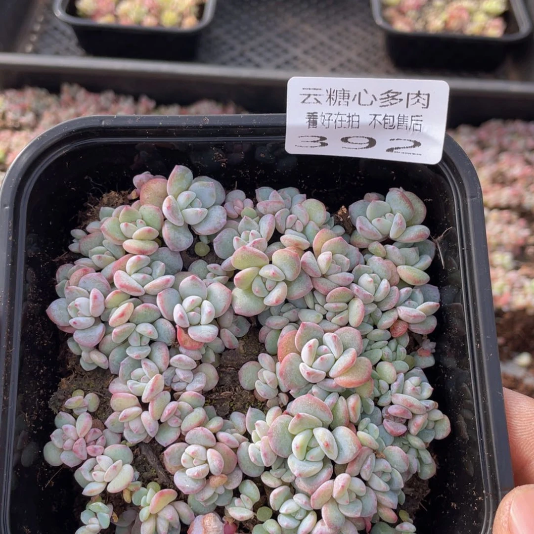 云糖心多肉植物392