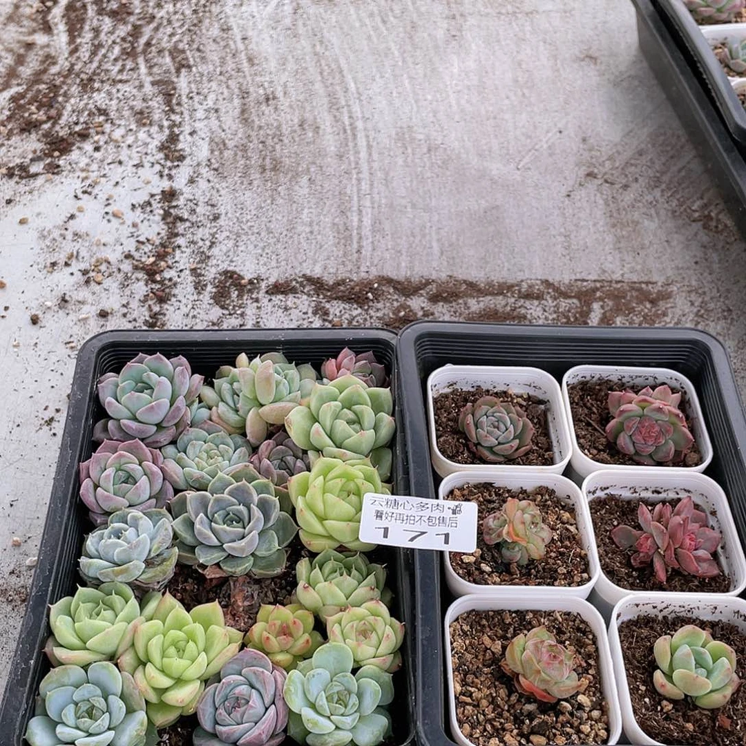云糖心多肉植物171