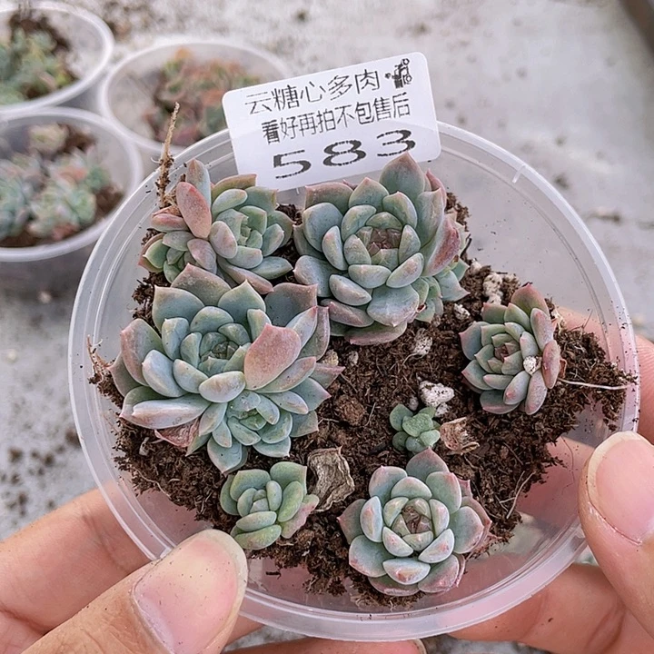 云糖心多肉植物583
