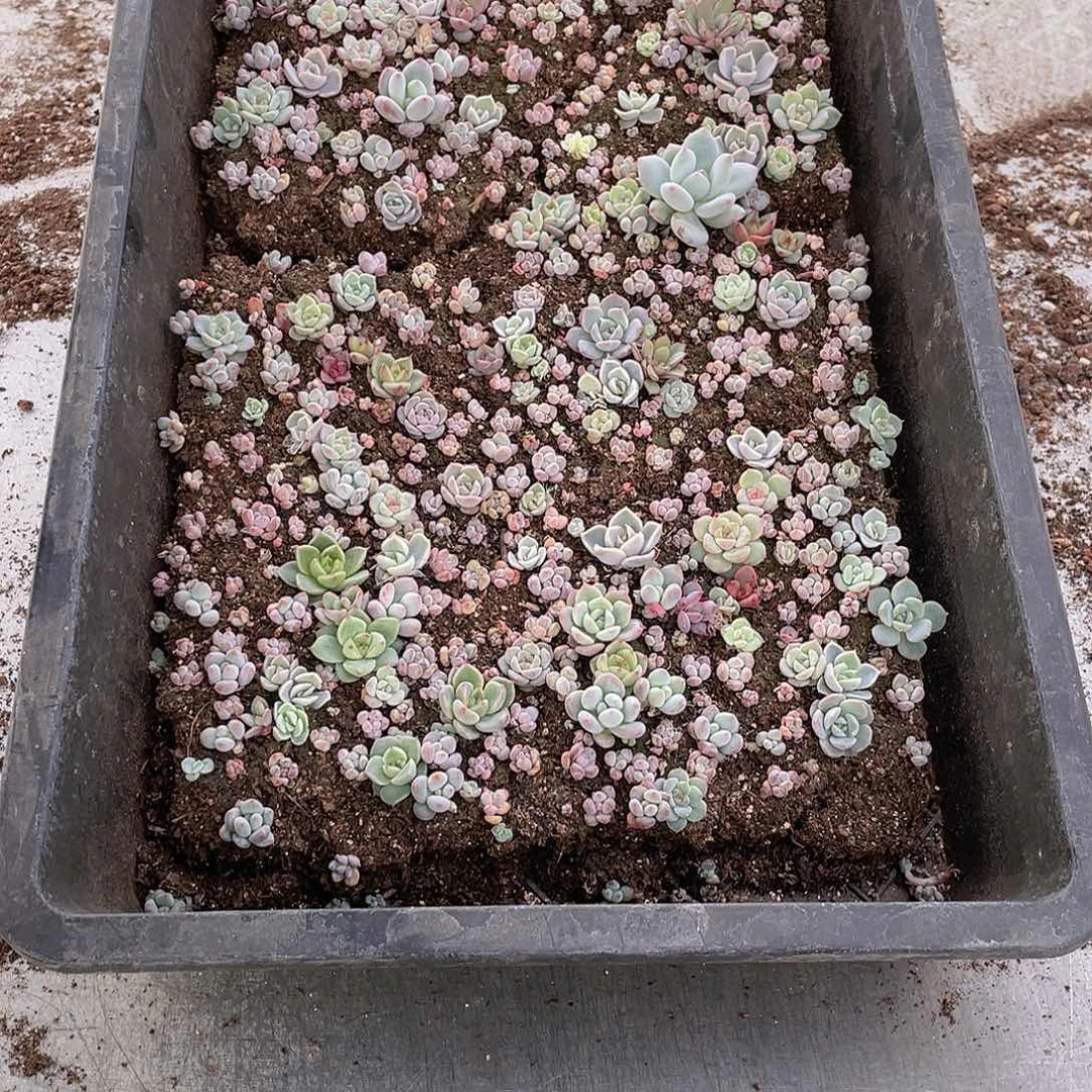 ?****?云糖心多肉植物60