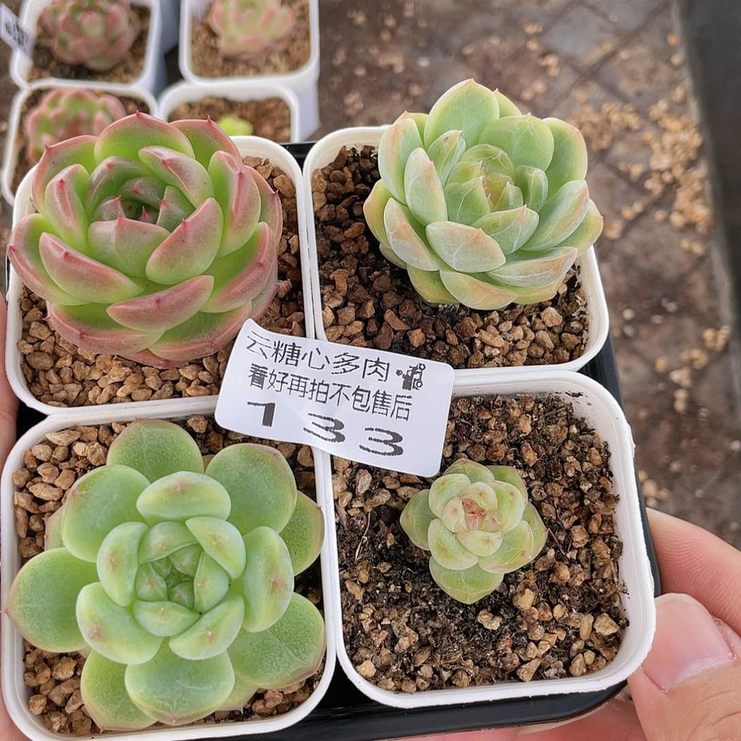 云糖心多肉植物133