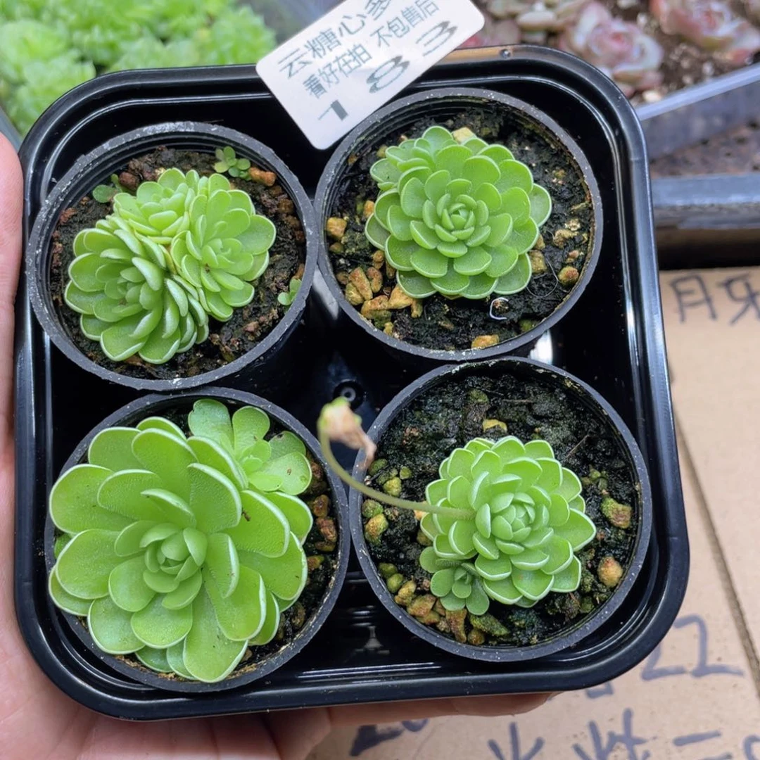 云糖心多肉植物183