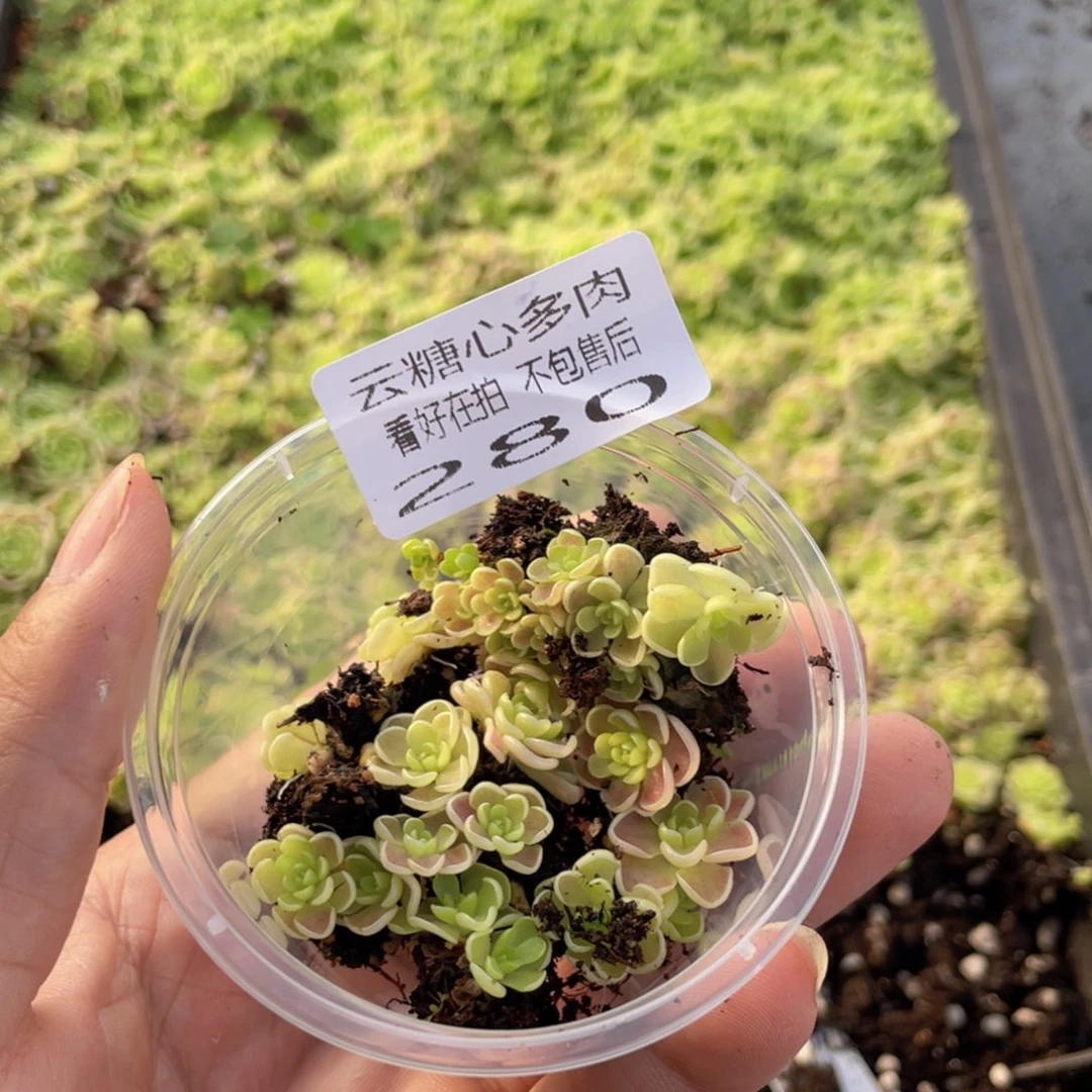 云糖心多肉植物280