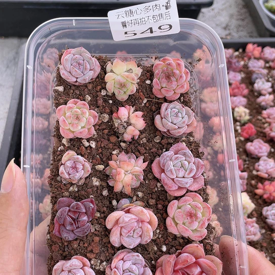 云糖心多肉植物549