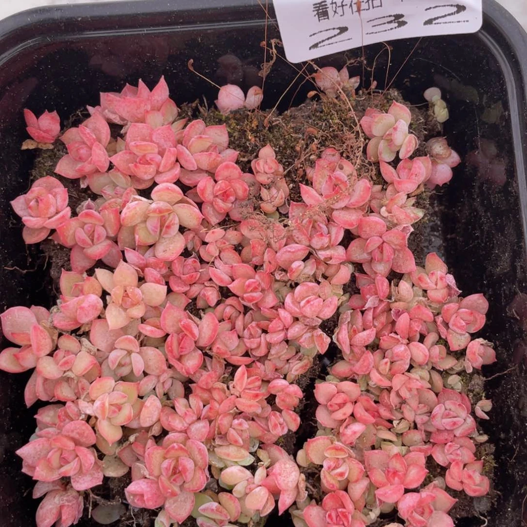 云糖心多肉植物232