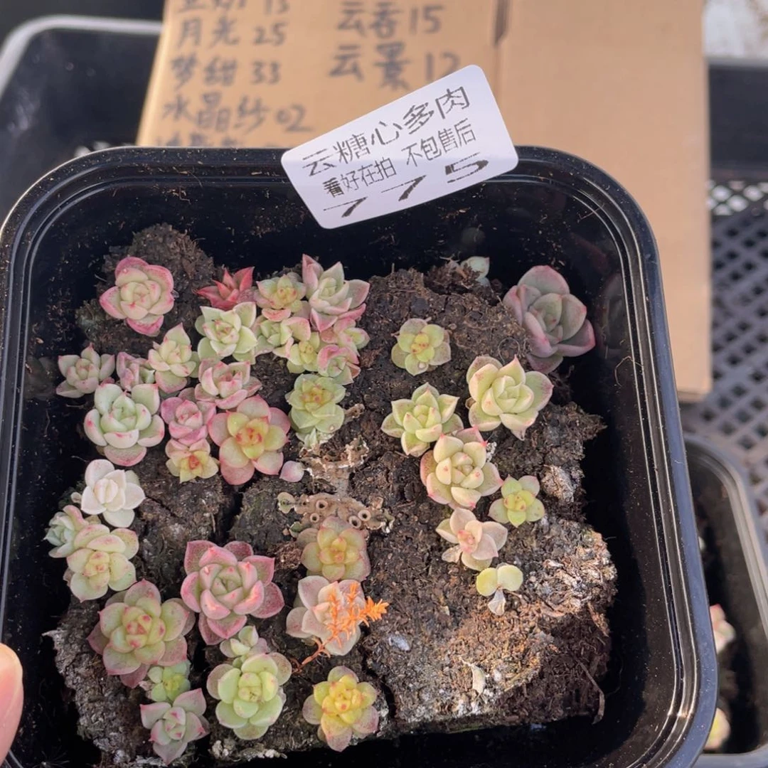 云糖心多肉植物775