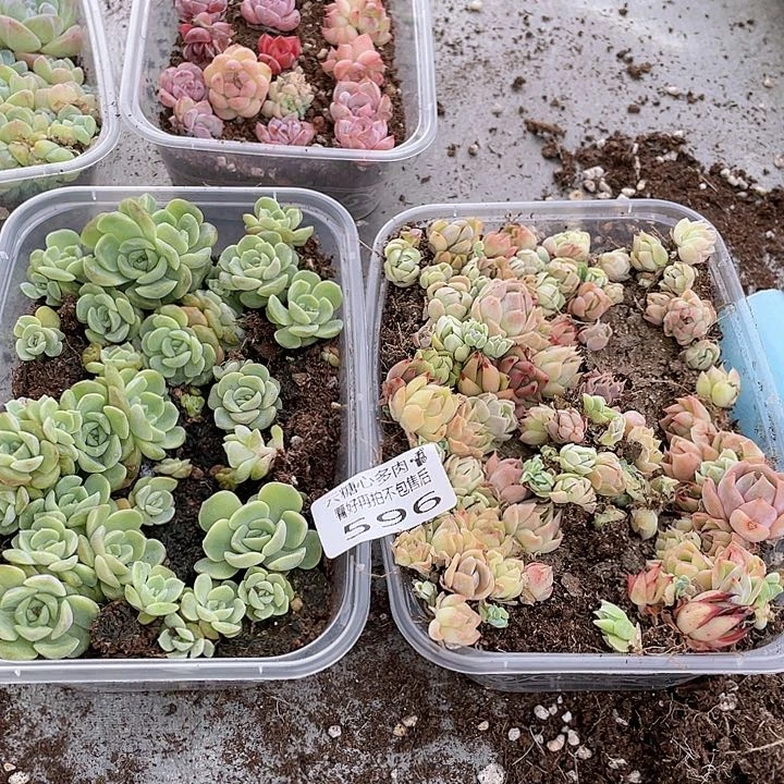云糖心多肉植物596