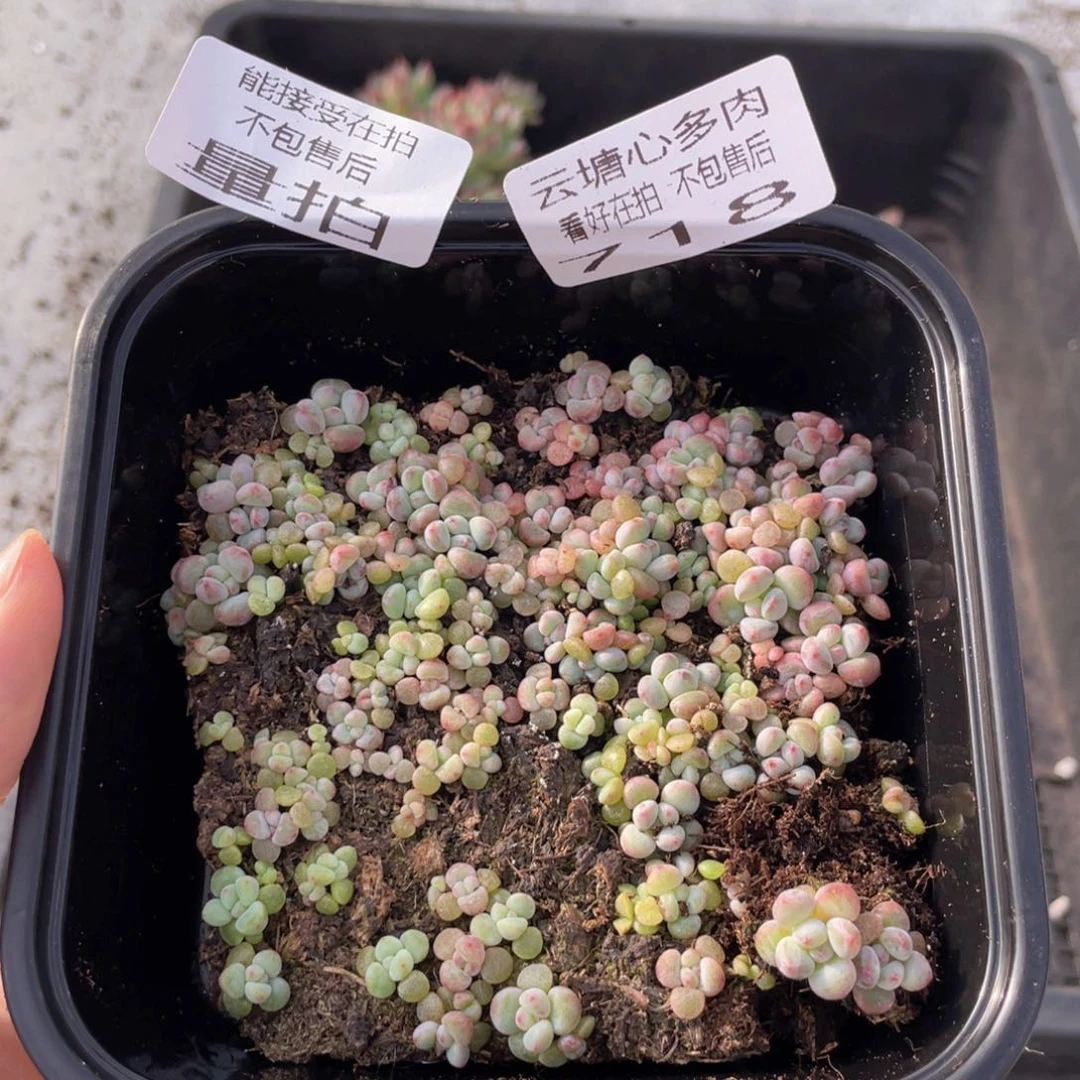云糖心多肉植物718