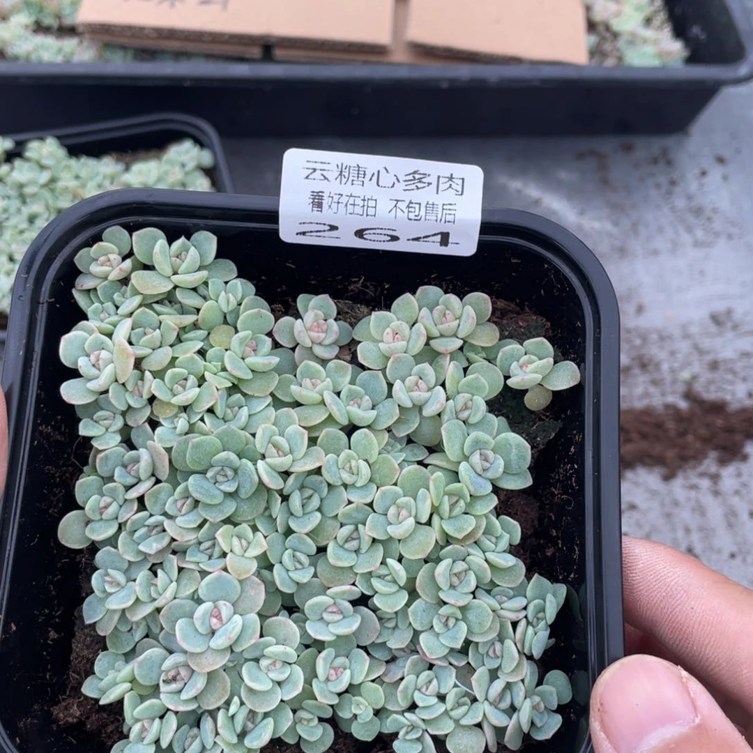 云糖心多肉植物264