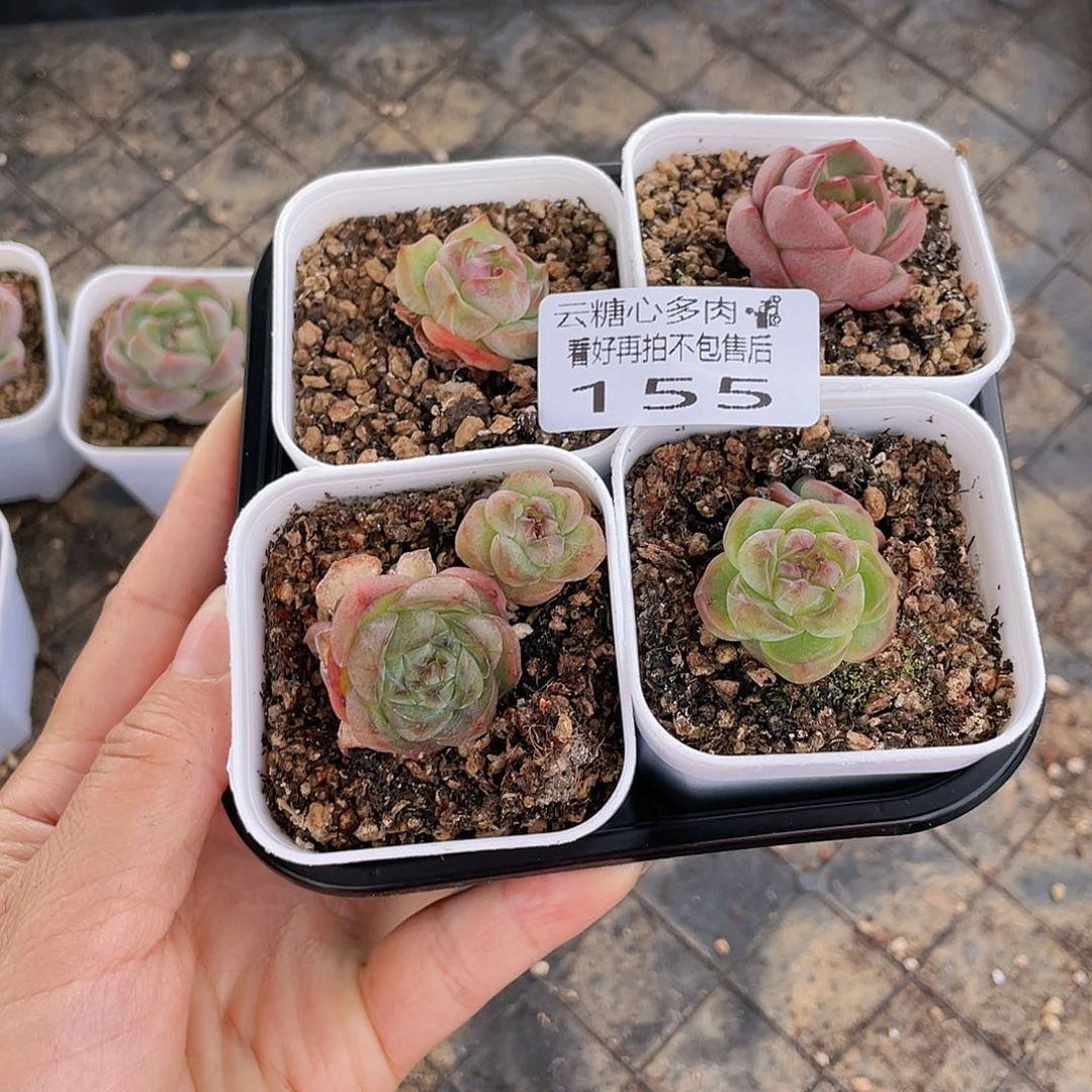 云糖心多肉植物155
