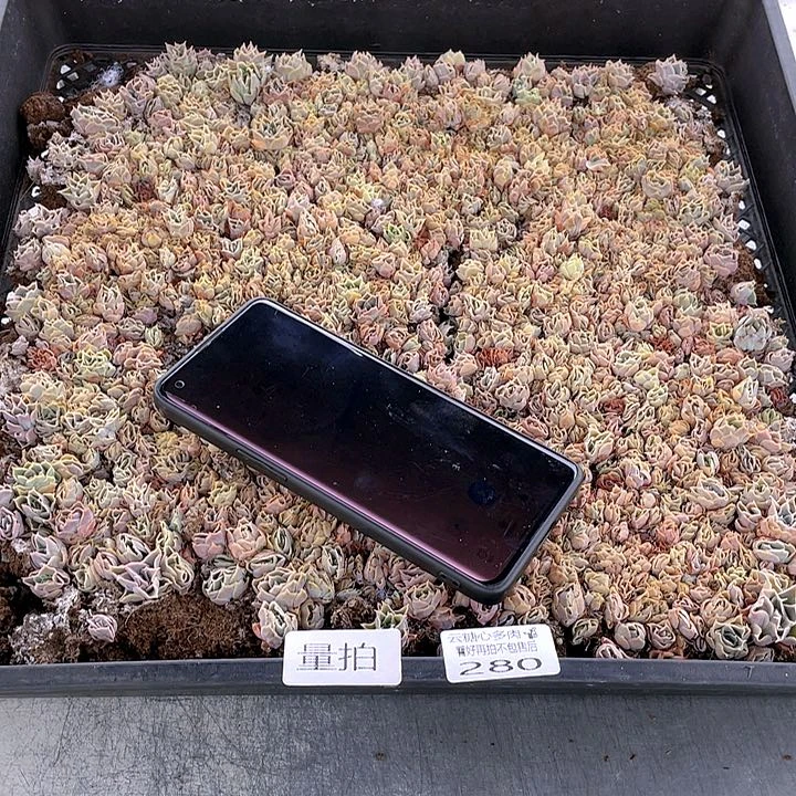 拖**V云糖心多肉植物280