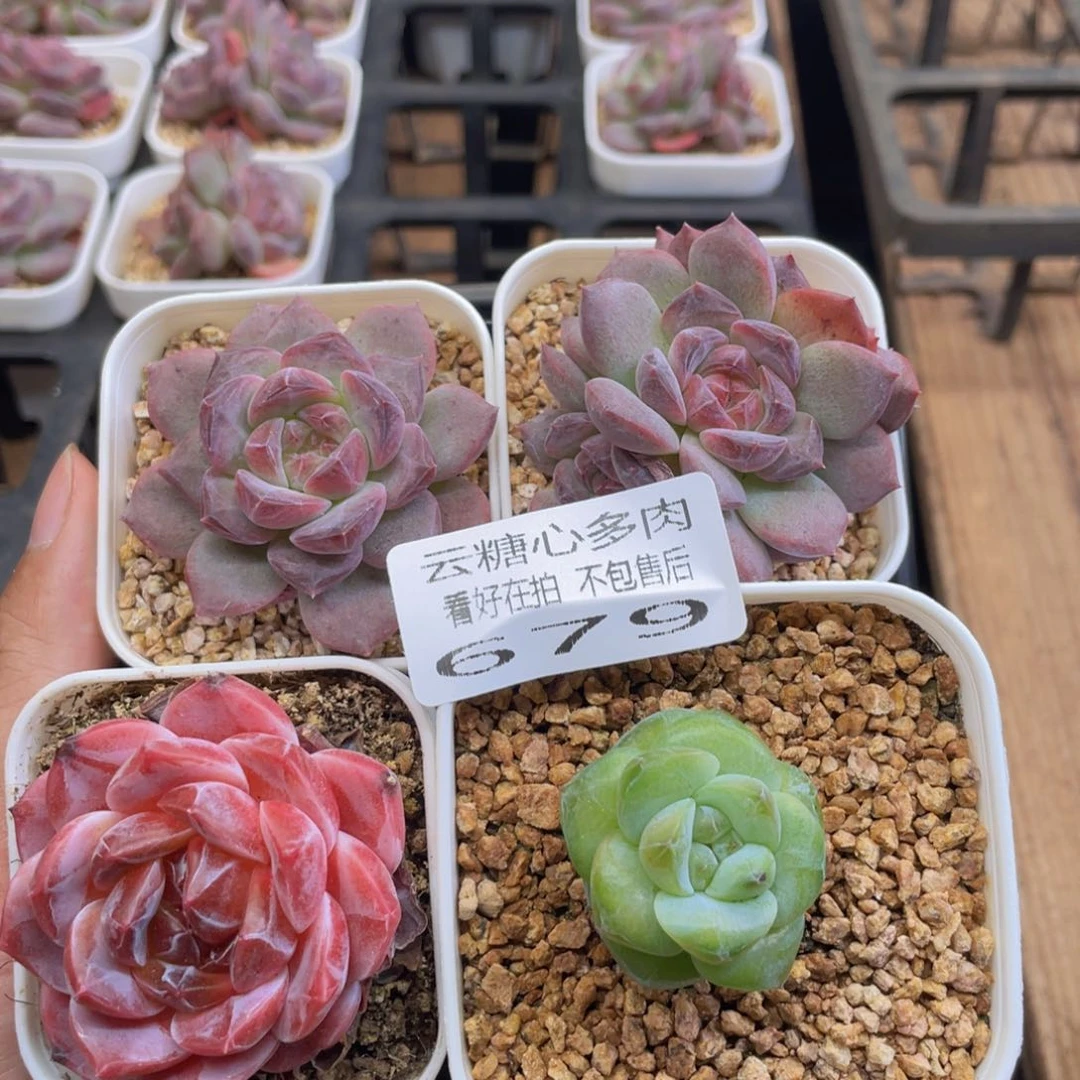 云糖心多肉植物679