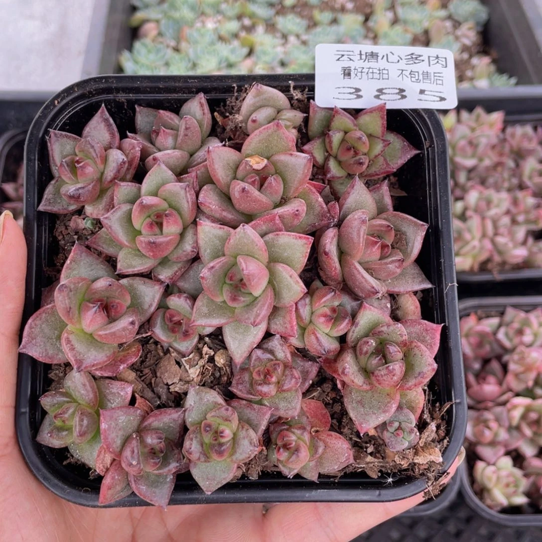 云糖心多肉植物385